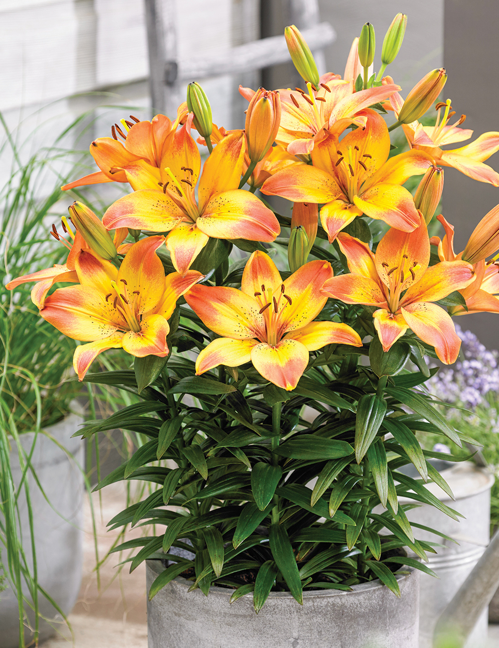 Pixie Asiatic Lilium 'Happy Memories'