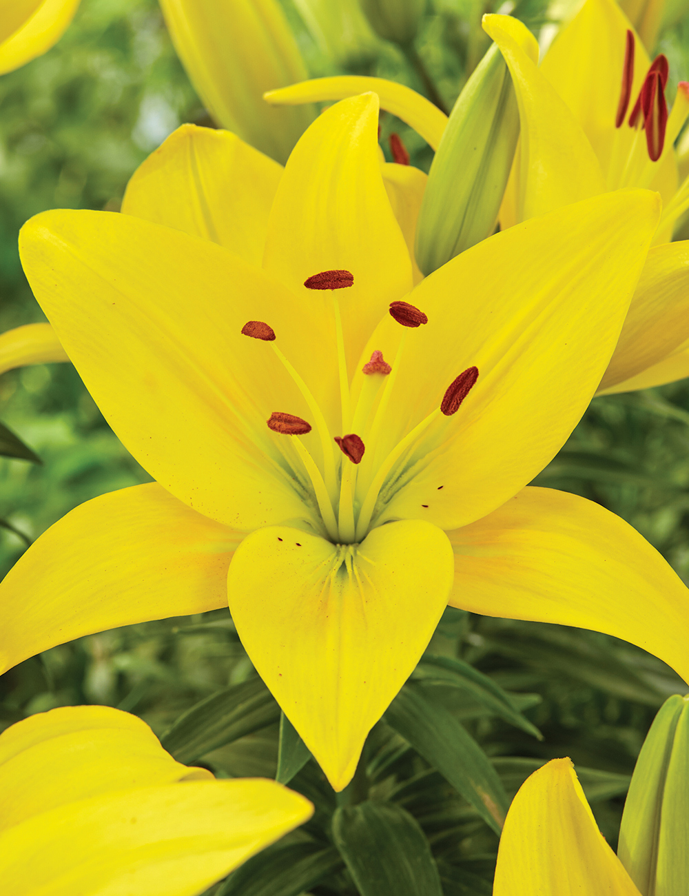 Pixie Asiatic Lilium 'Happy Sun'