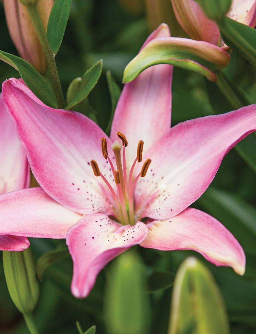 Pixie Asiatic Lilies Happy Spring