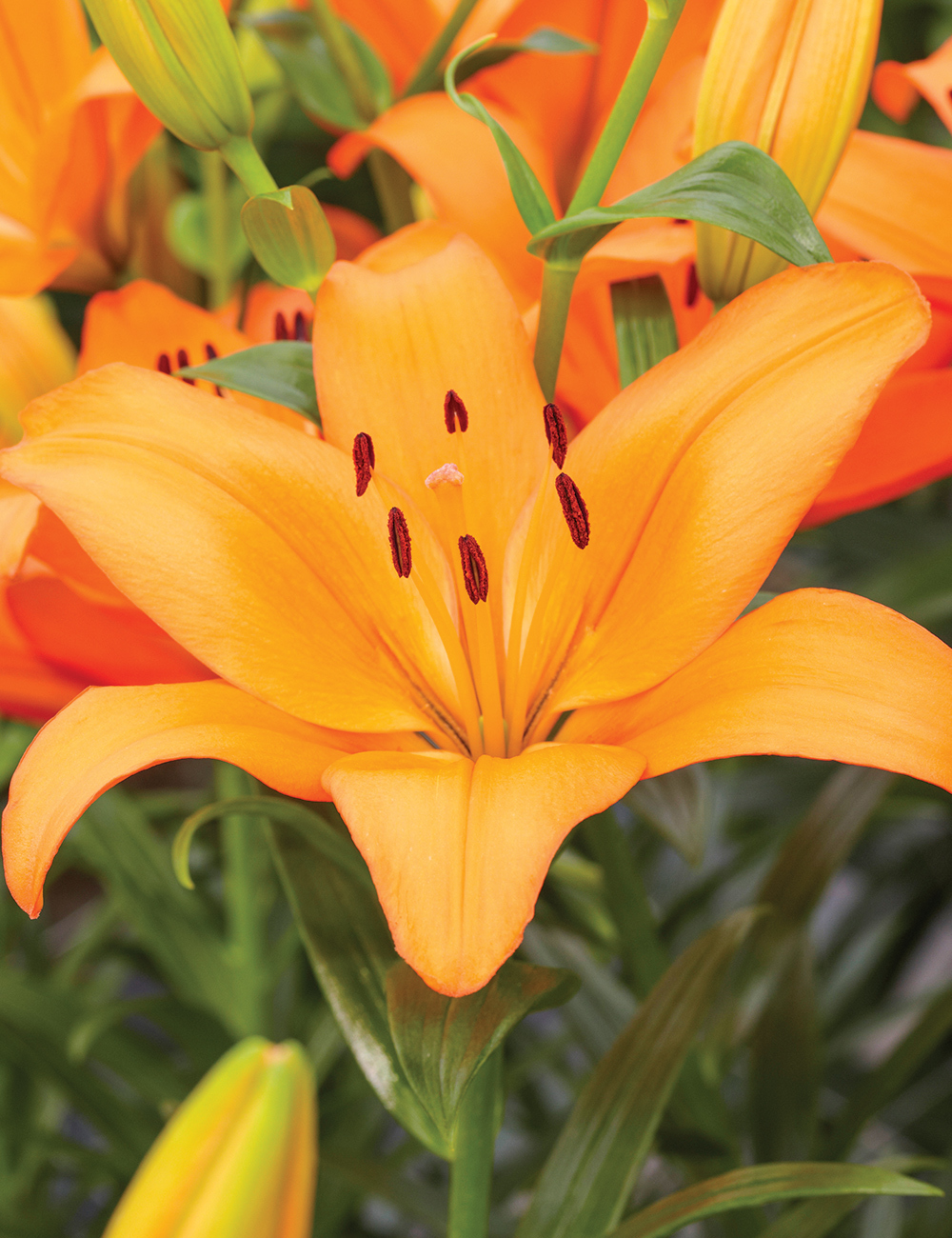 Pixie Asiatic Lilium 'Brilliant Joy'