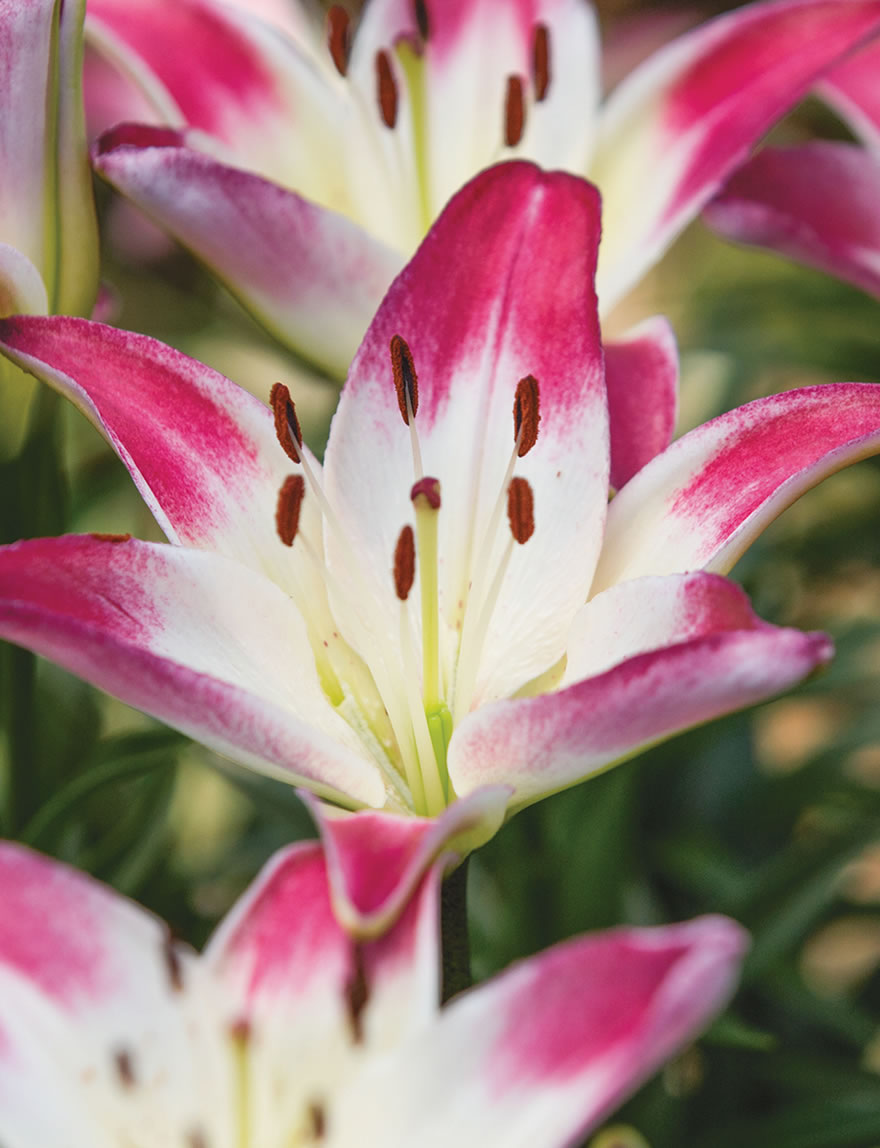 Matisse Asiatic Lilies Lollypop