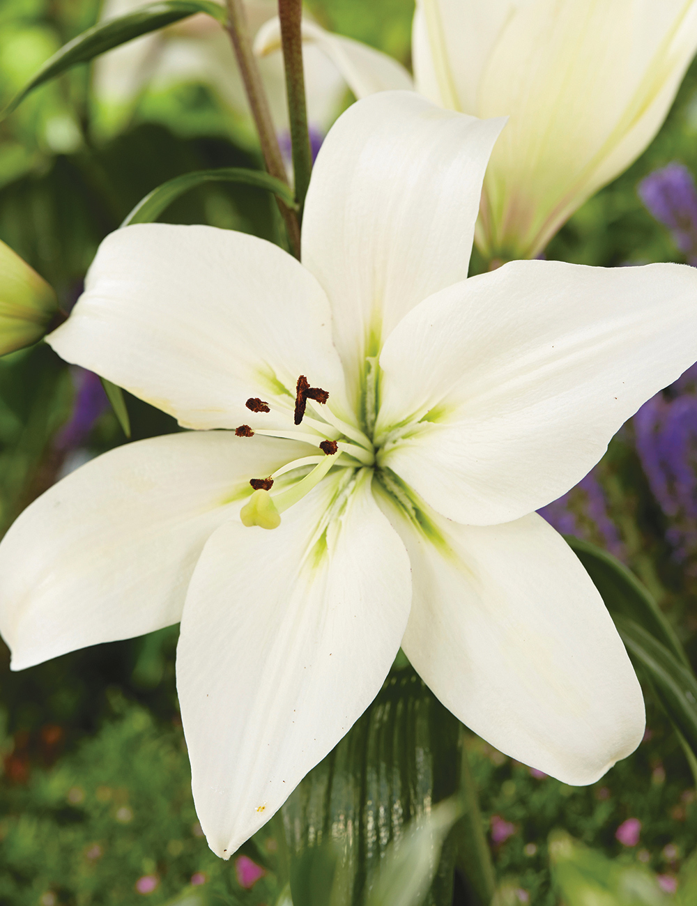 Asiatic Lilies Litouwen