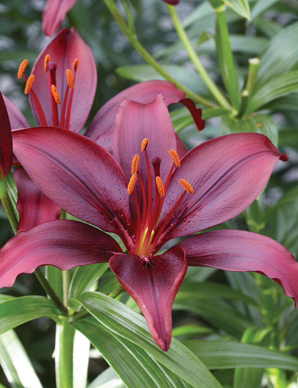 Asiatic Lilium Mapira