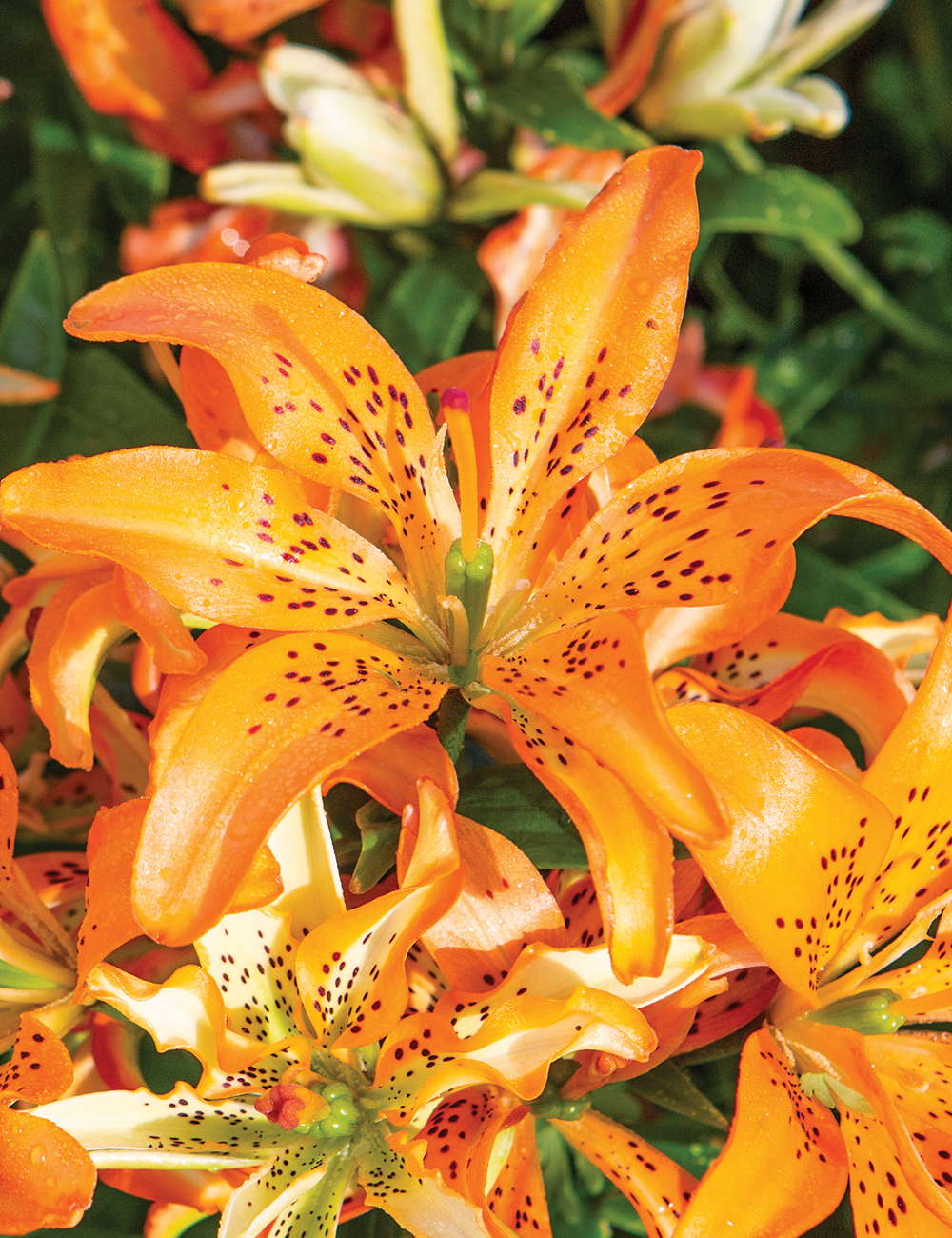Double Asiatic Lily 'Must See'