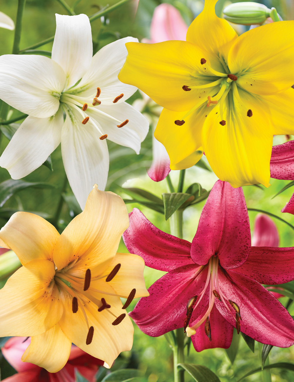 Pearl Lilies Mixed