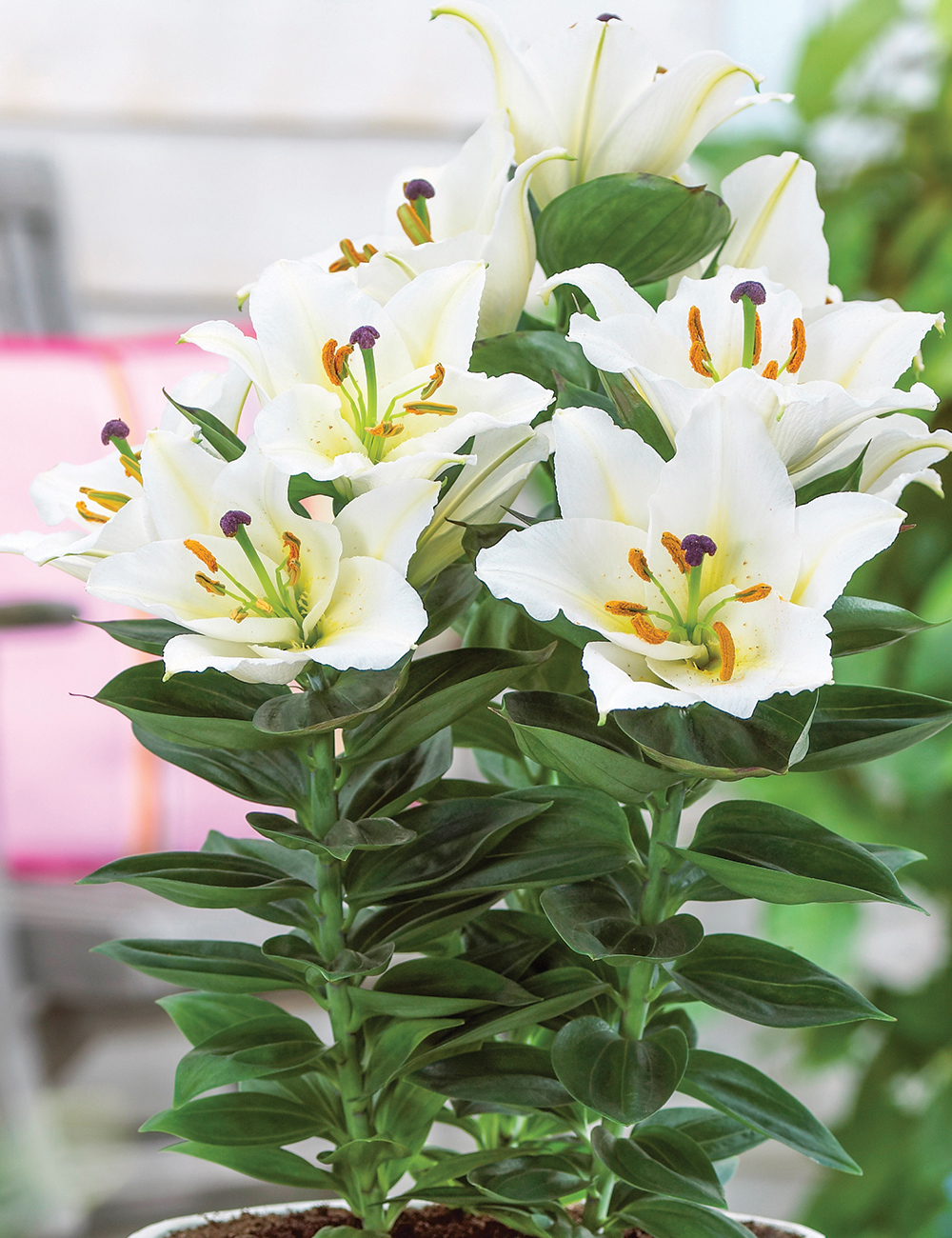 Pixie Asiatic Lilium 'Nova Joy'