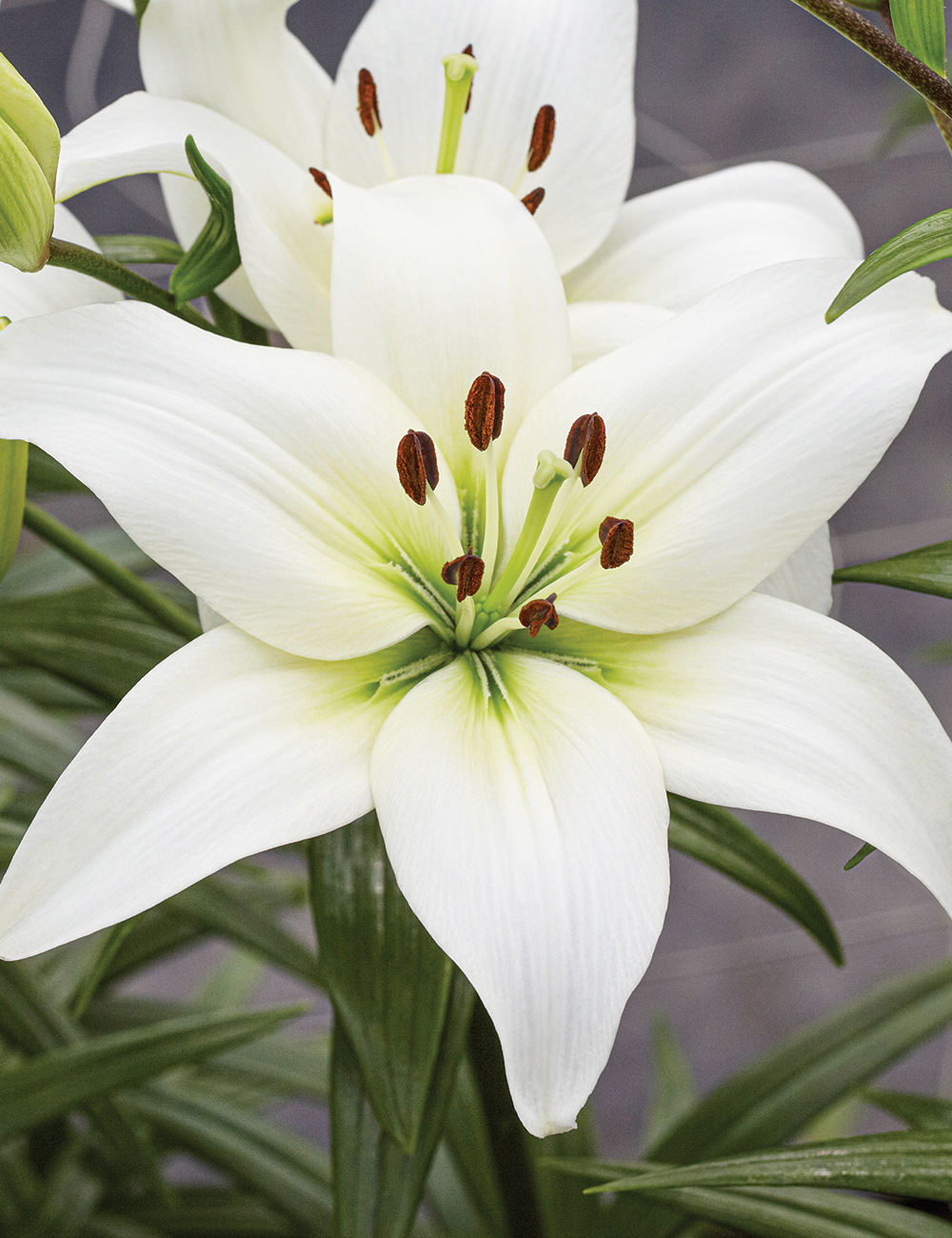 Asiatic Lilium Navona