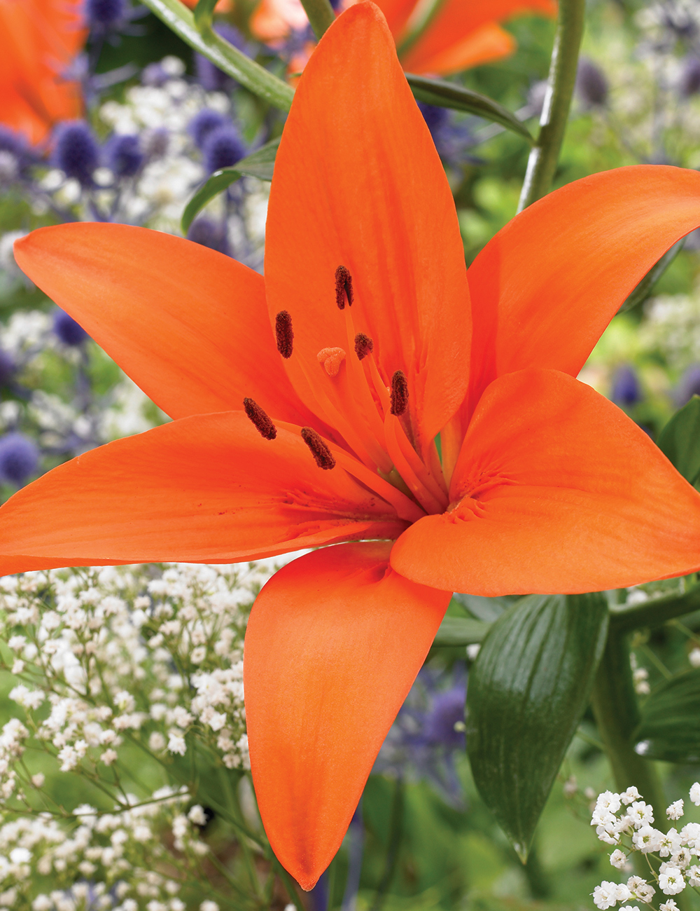 Asiatic Lilium Orange Ton