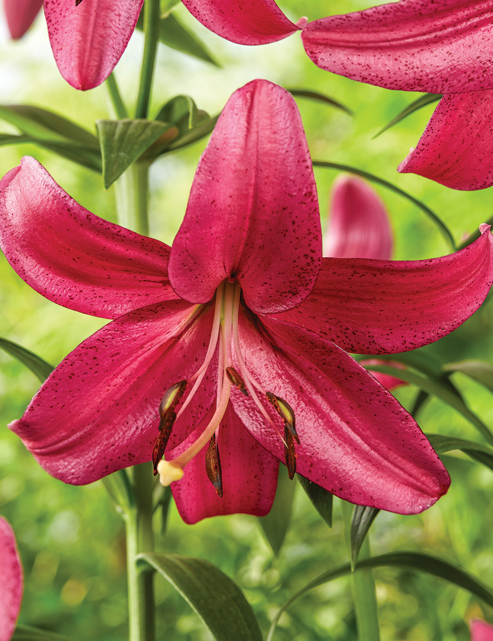 Lilium 'Purple Marble'