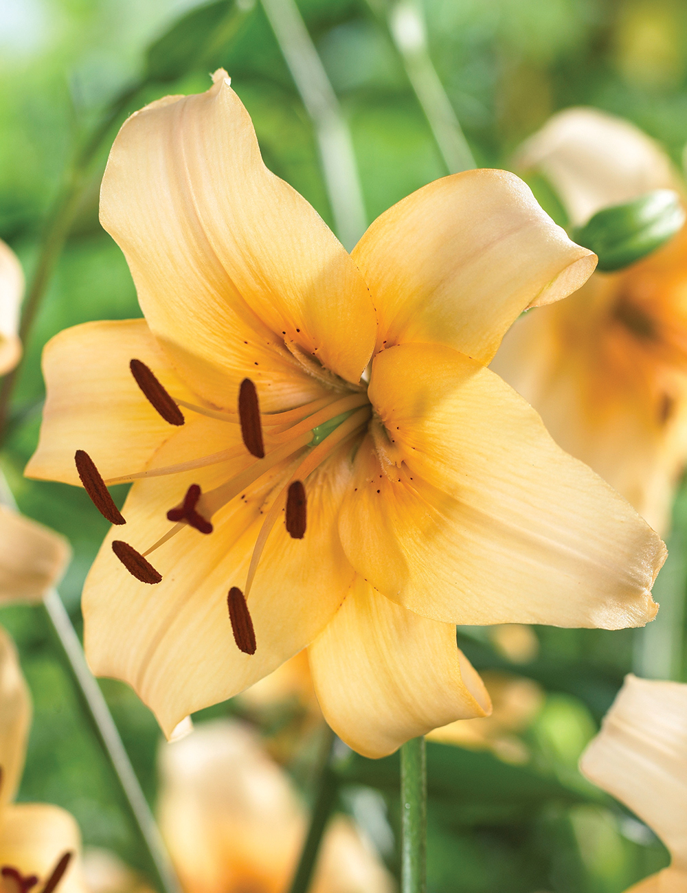 Lilium 'Pearl Stacey'