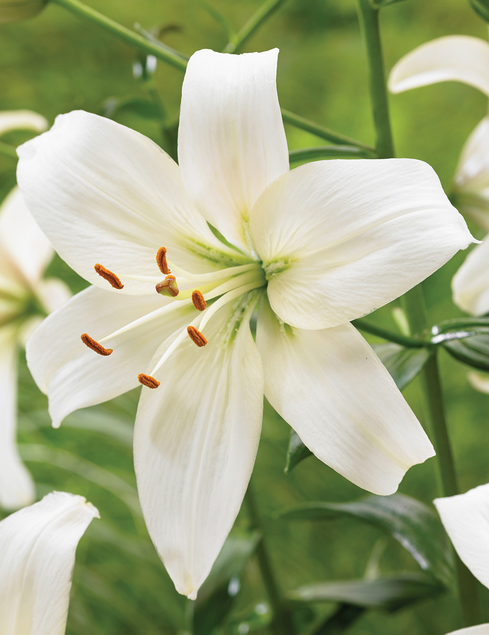 Lilium 'Pearl Frances'