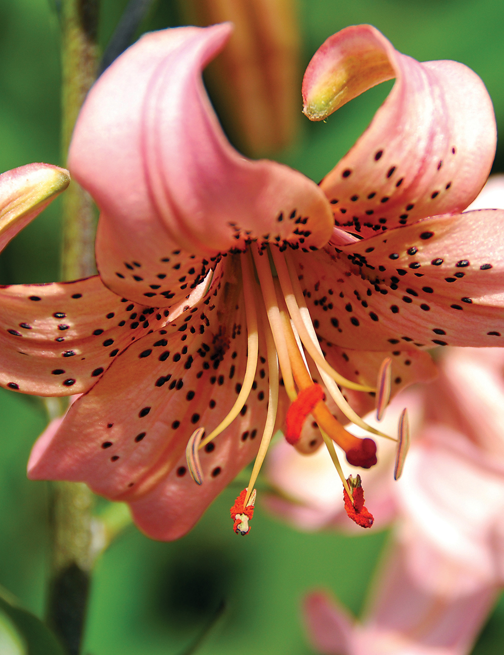 Tiger Lily 'Pink Giant'