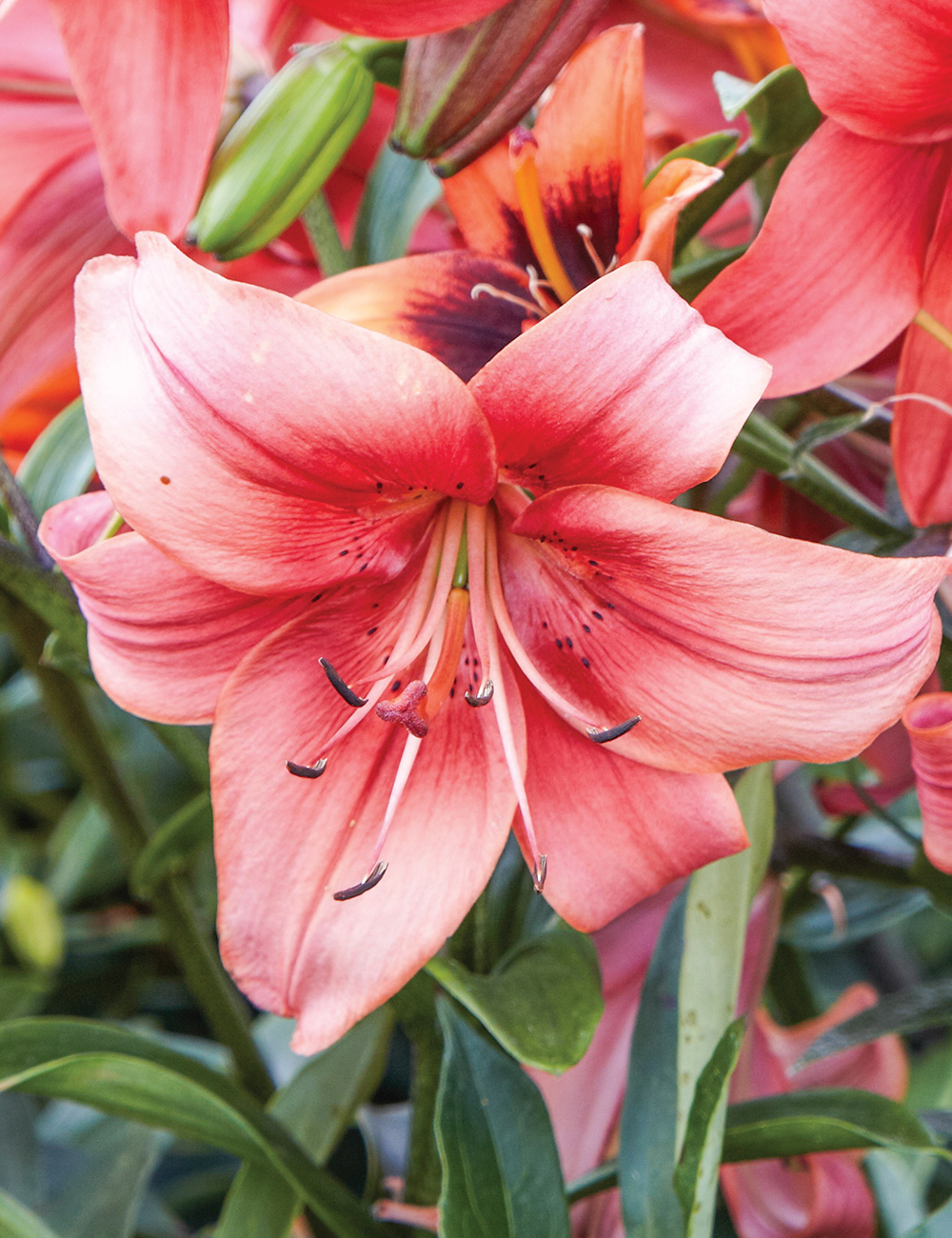 Asiatic Lilium 'Pearl Lorraine'