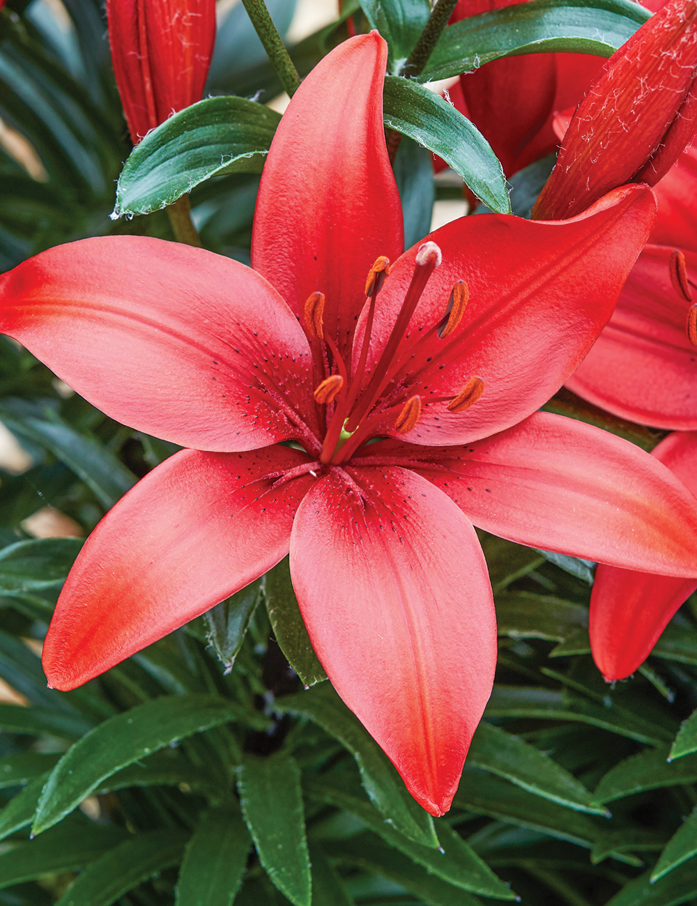 Asiatic Lilium Prunotto