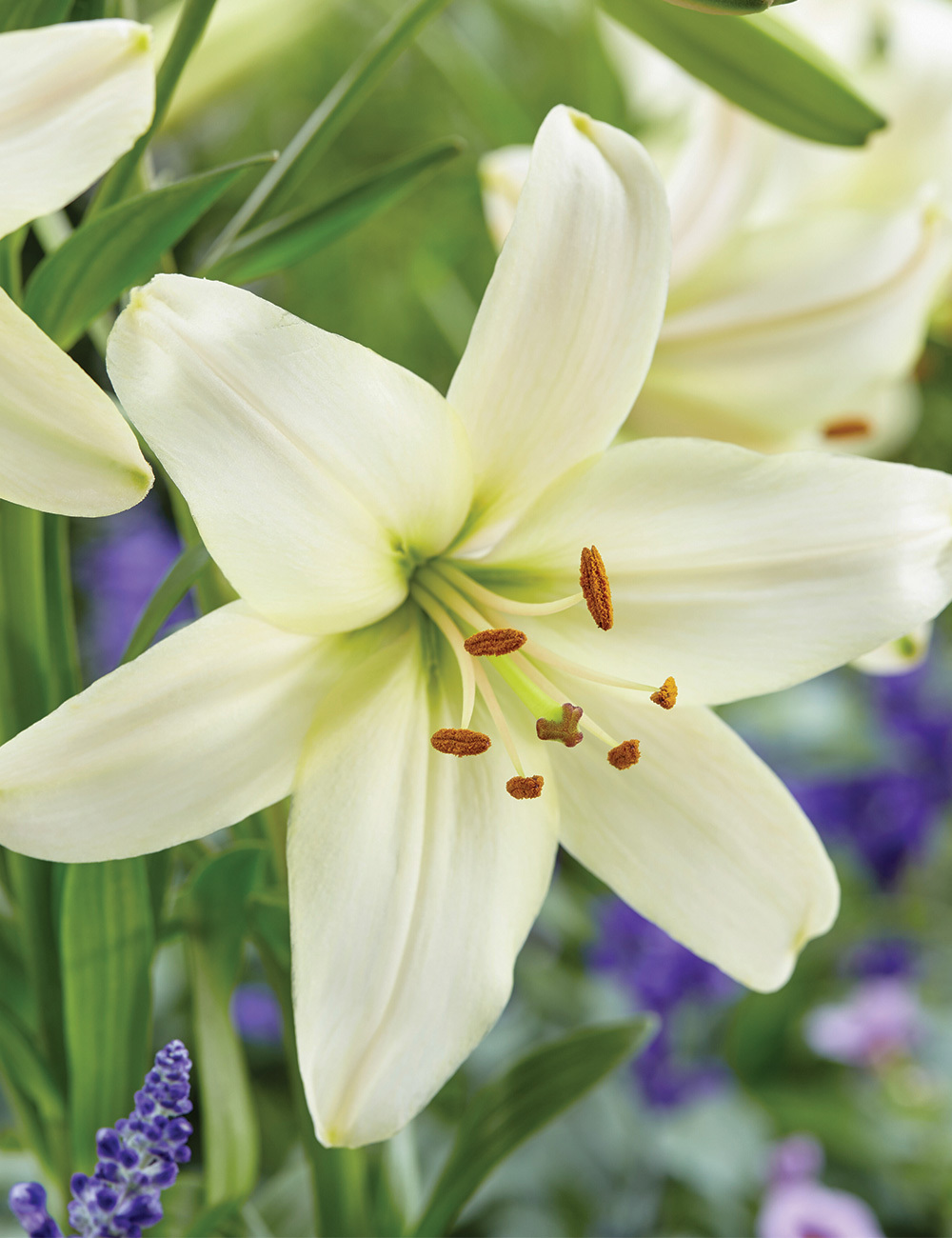 Lilium 'Pearl White'