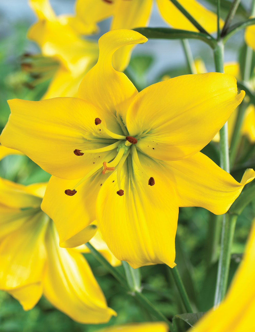 Lilium 'Pearl Melanie'