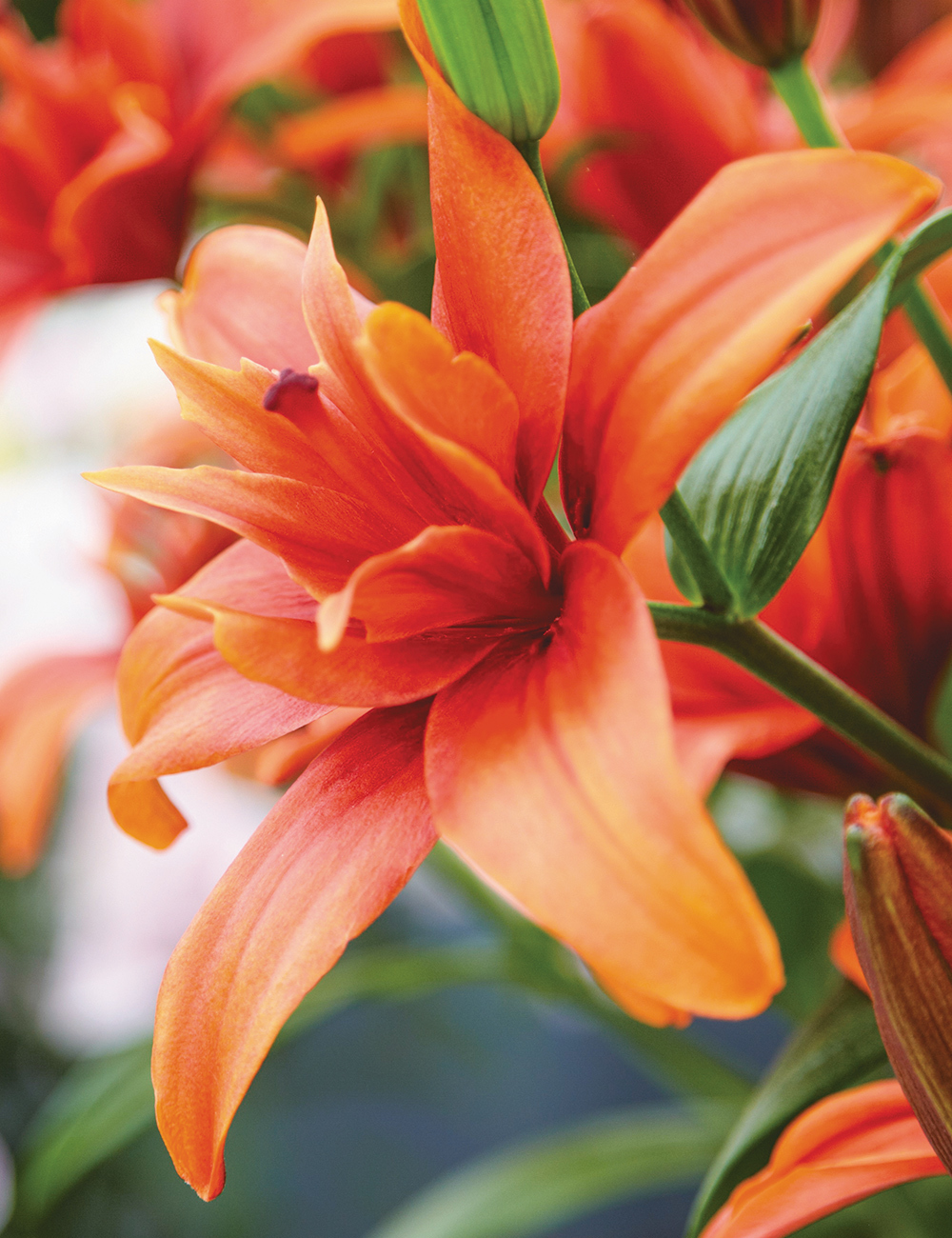 Double Asiatic Lily 'Red Twin'