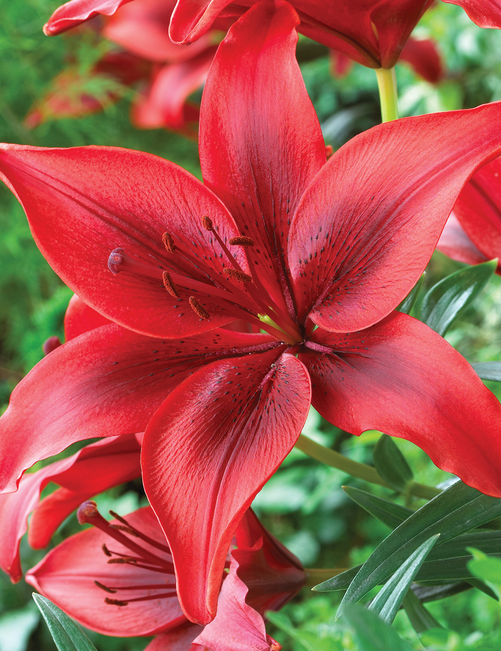 Asiatic Lilium Red Power - Tesselaar