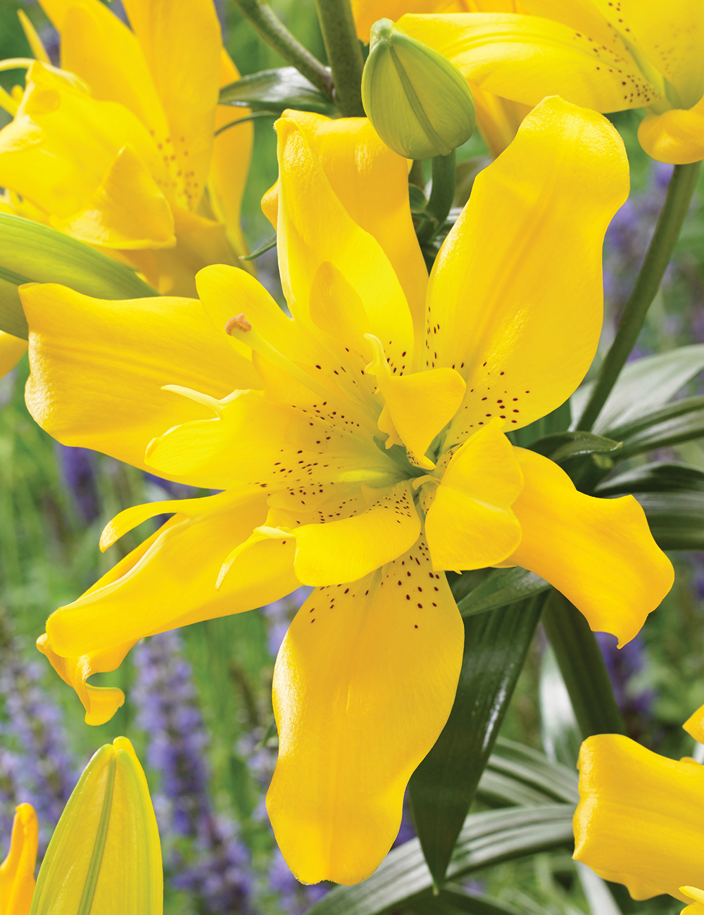 Double Asiatic Lily 'Sundew'