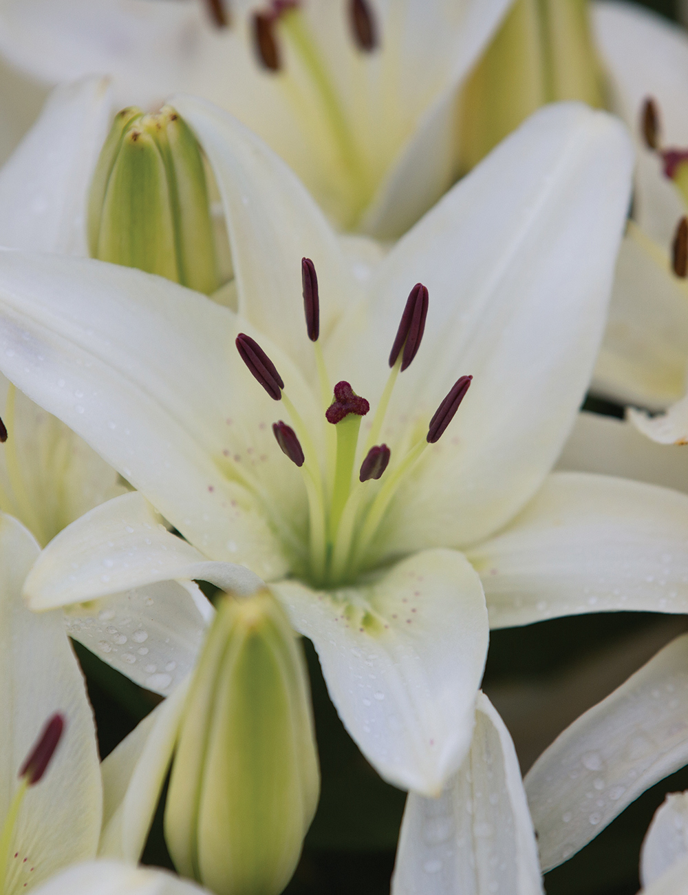 Pixie Asiatic Lilies Sparkling Joy