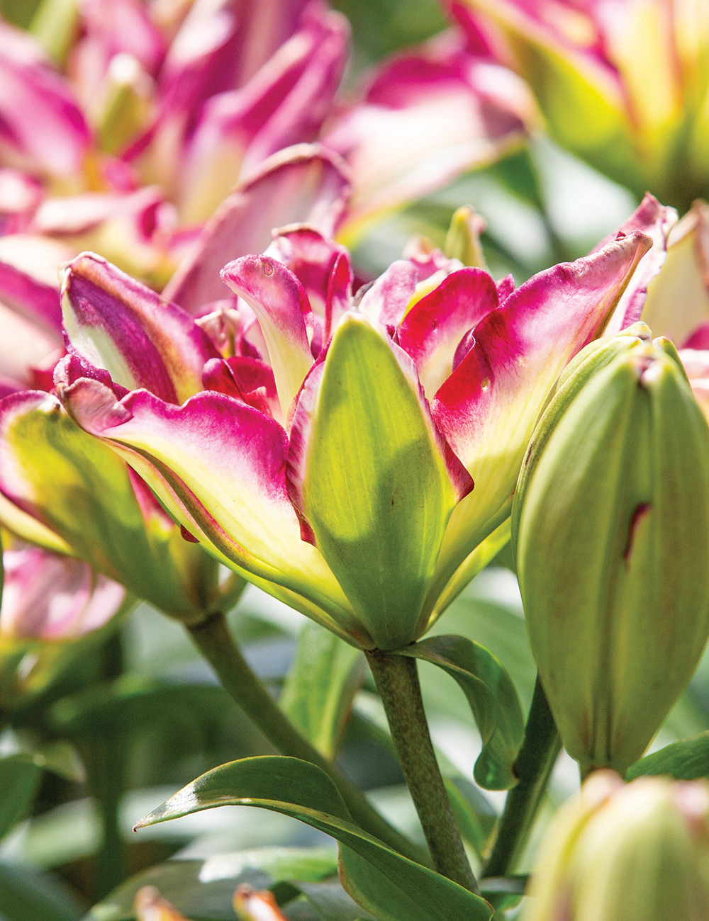 Double Asiatic Lilium Double Sensation