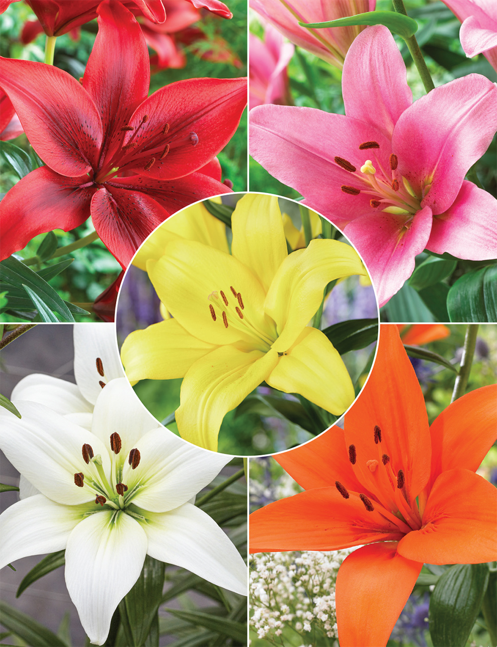 Asiactic Lilies 'Special Offer'