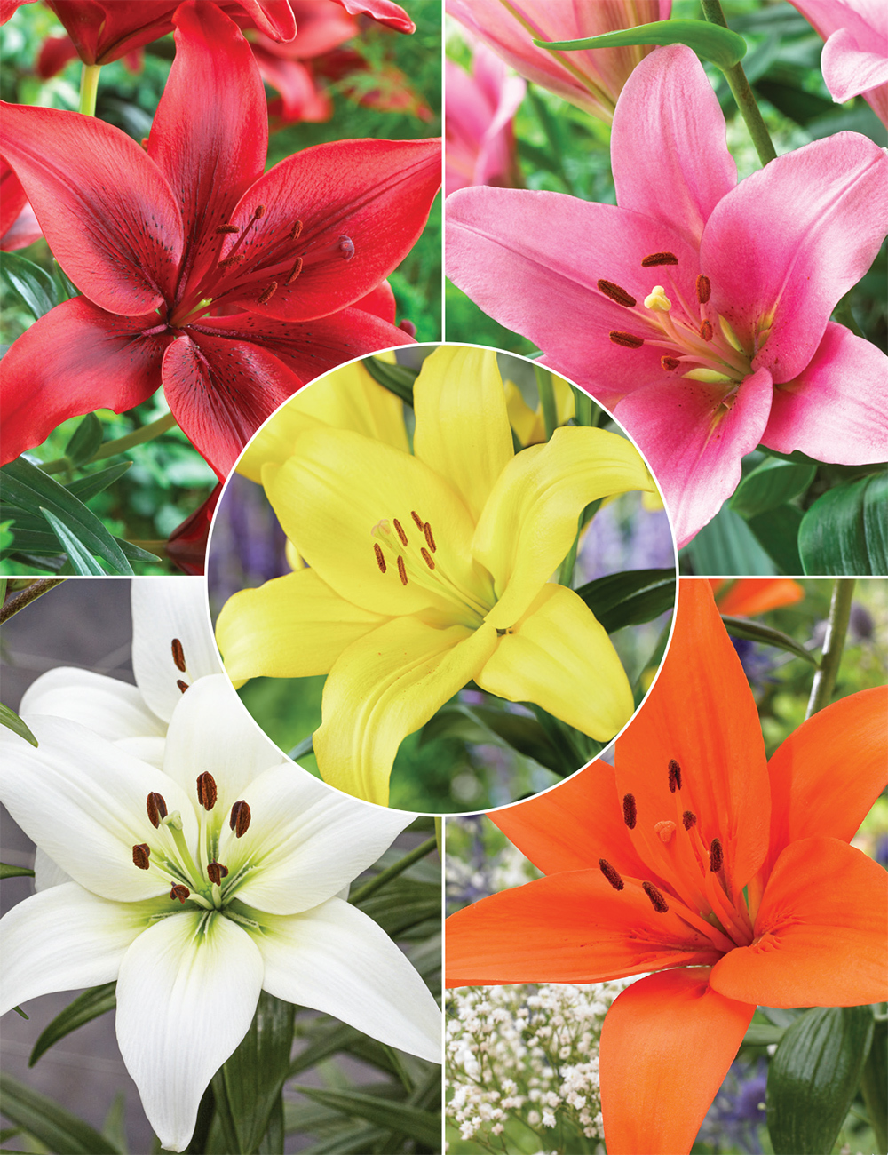 BULK BUY Asiatic Lilium Special Offer