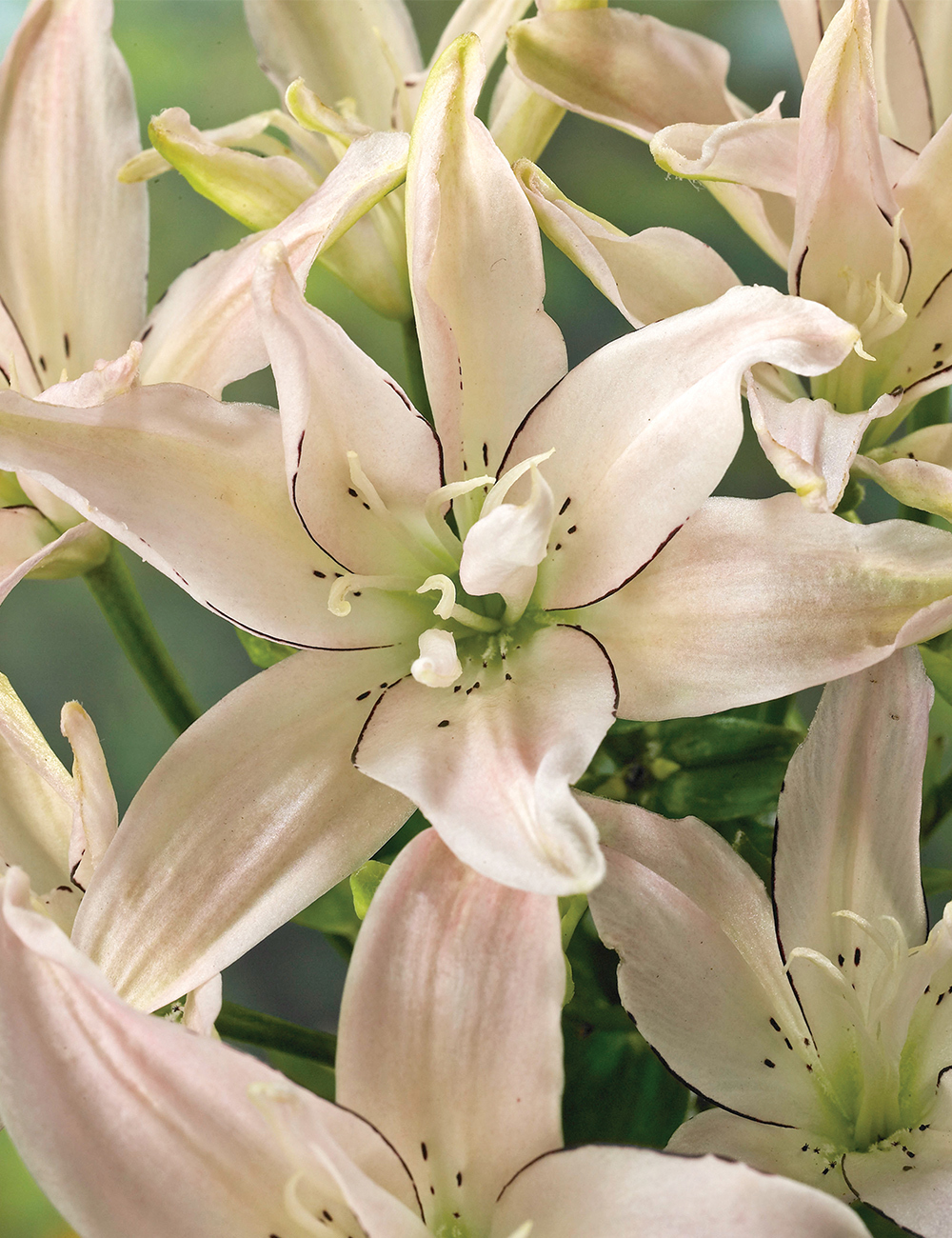 Double Asiatic Lily Spring Pink
