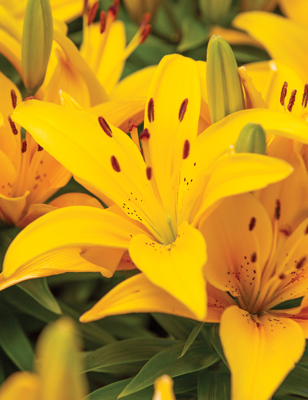 Pixie Asiatic Lilies Trinity Joy