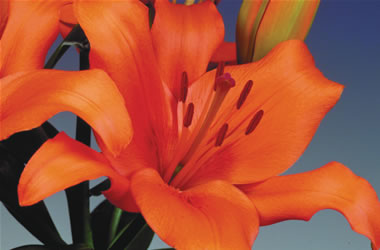 BULK BUY Asiatic Lilies Tresor