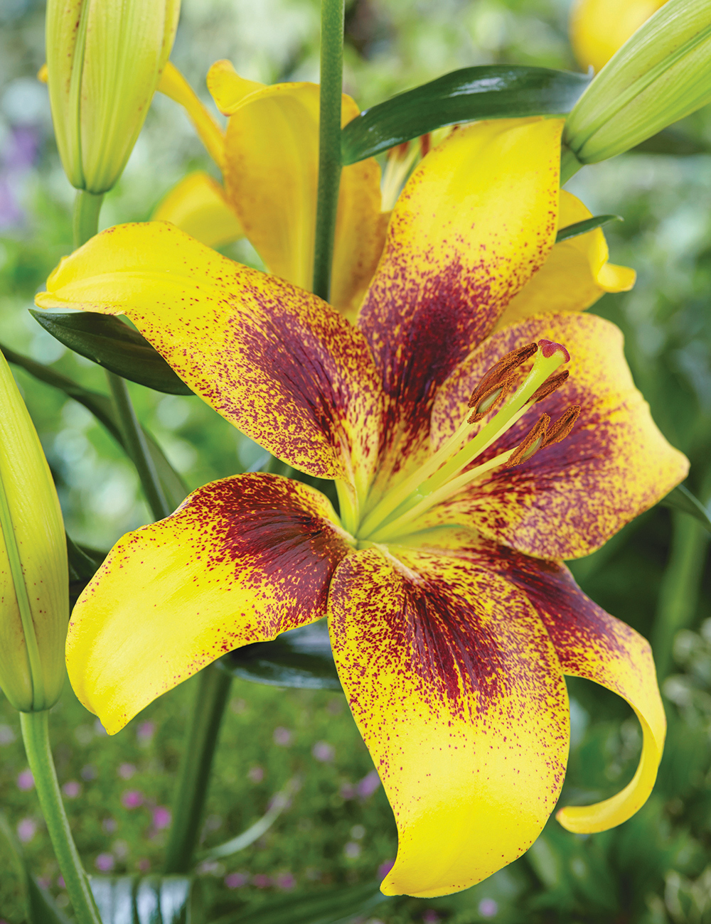 Matisse Asiatic Lilium 'Yellow Brush'