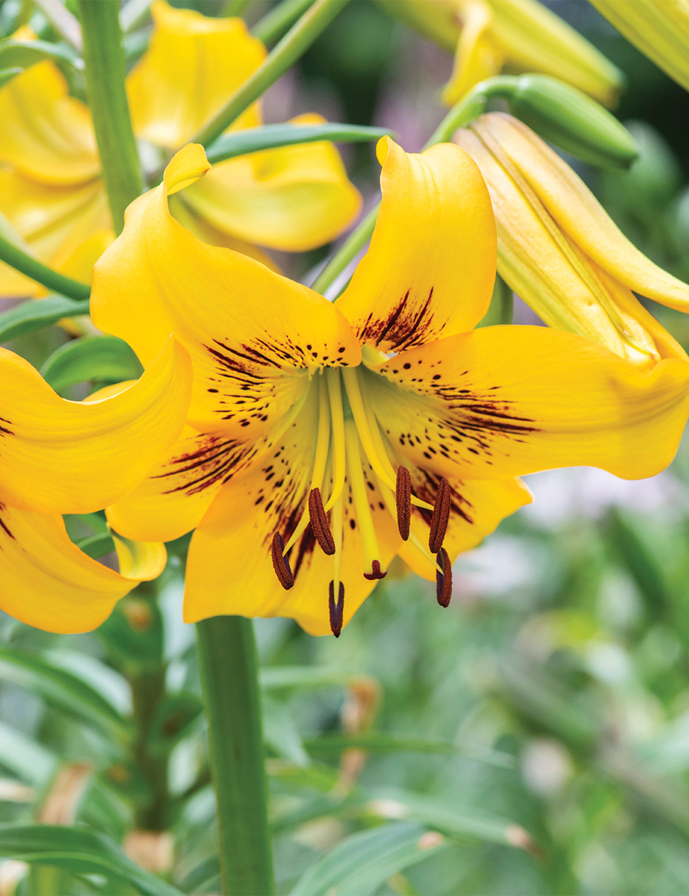 Tiger Lily Yellow Bruse