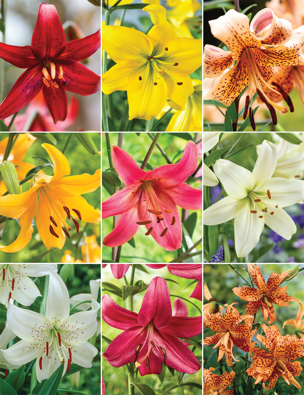 Tiger Lilies (reduced) Collection