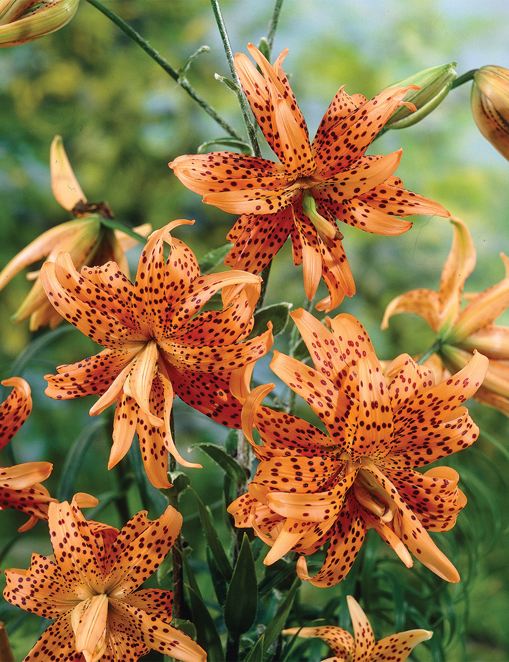 Double Tiger Lily Flore Pleno