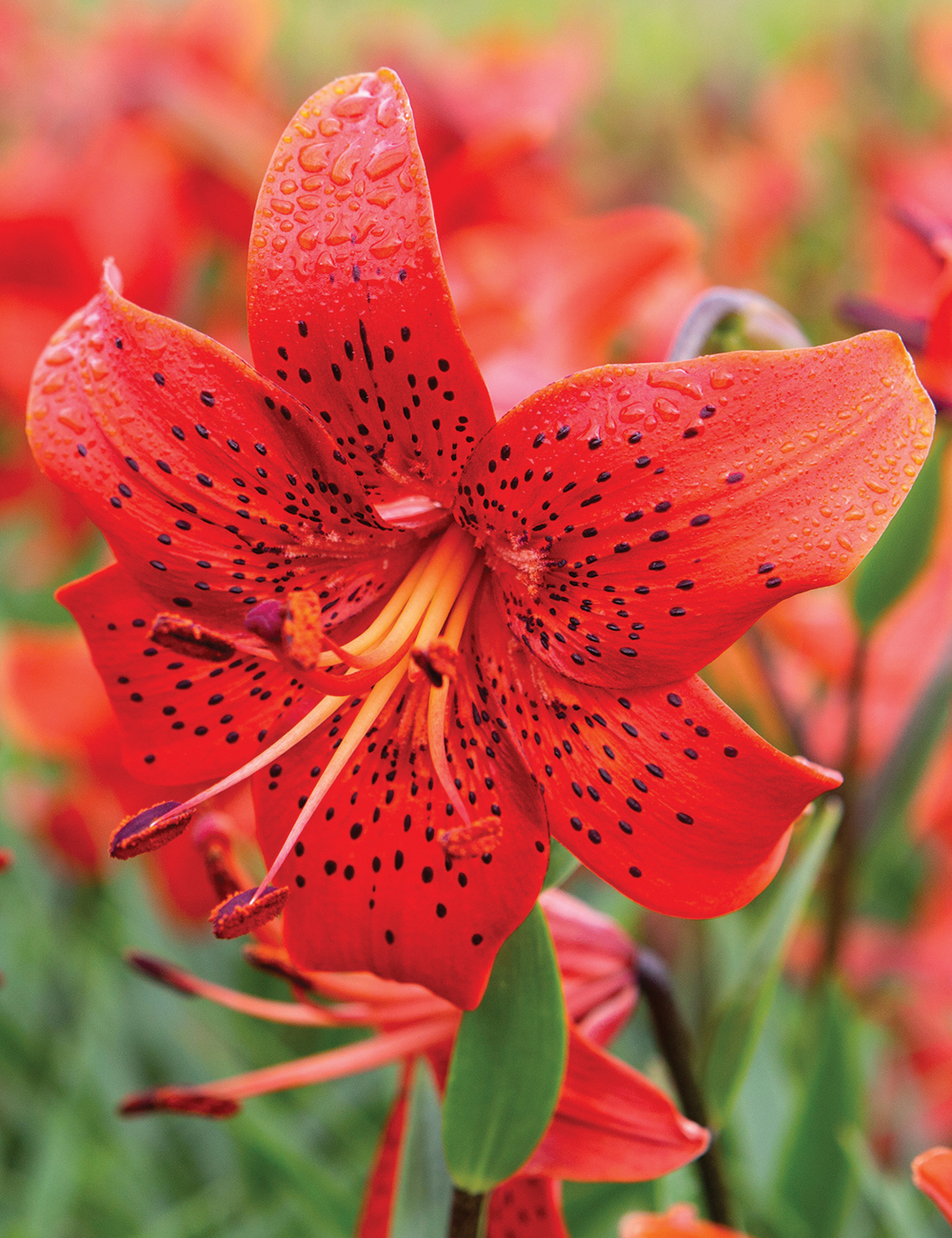 Tiger Lily 'Red Life'