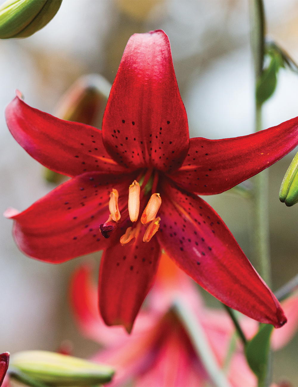 Tiger Lily 'Red Velvet'