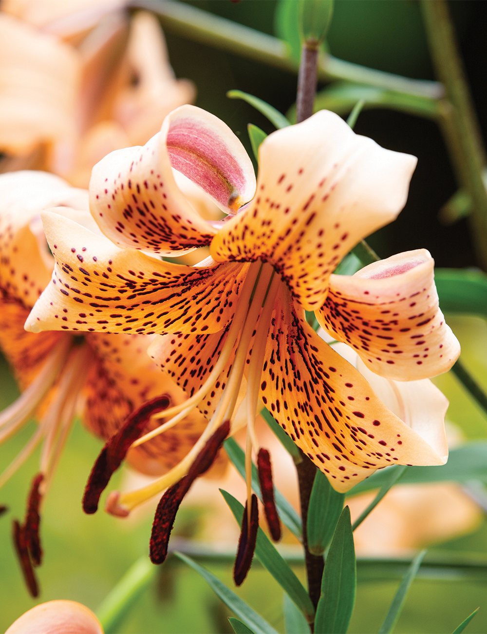 Tiger Lily 'Tiger Babies'