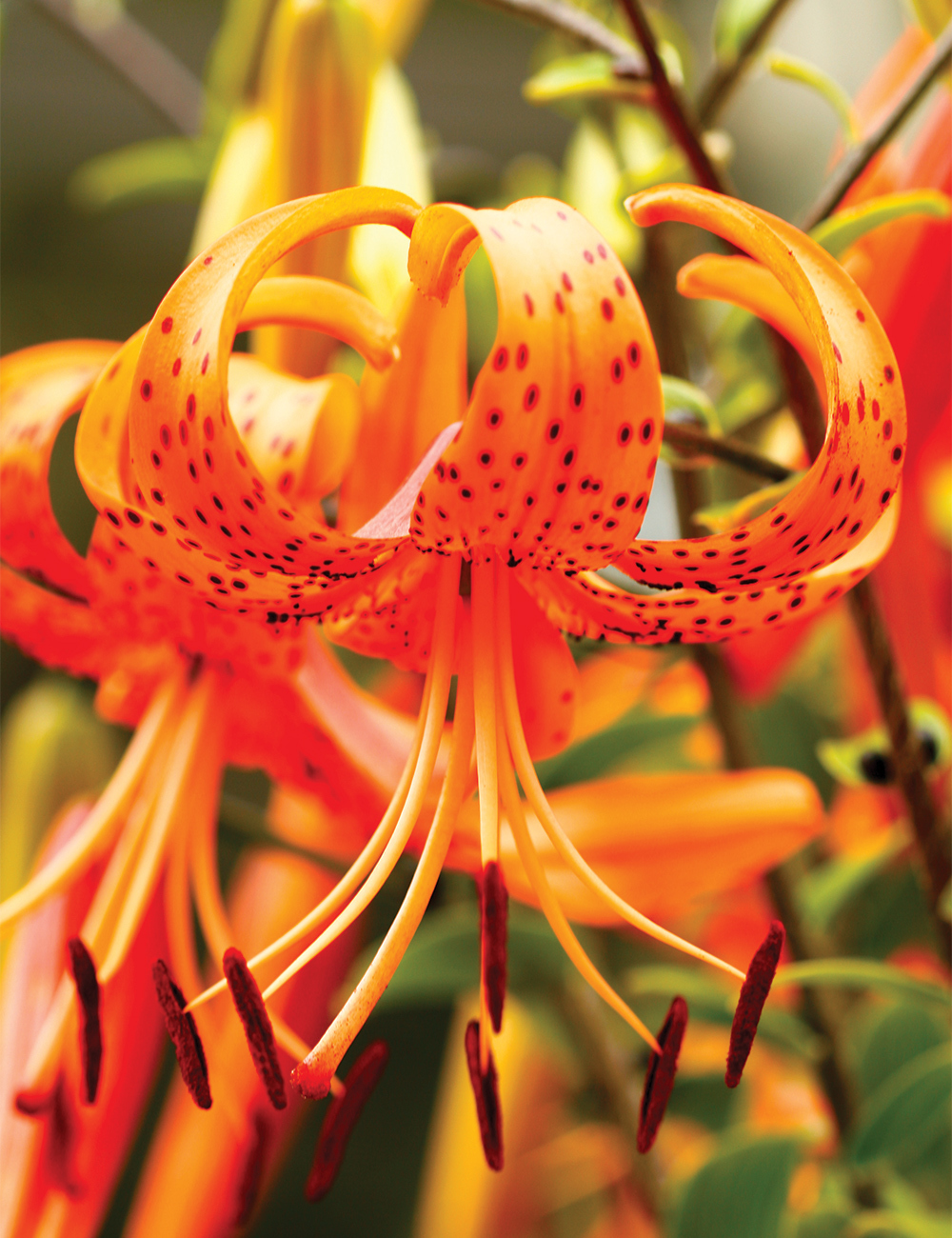 Tiger Lily 'Splendens'