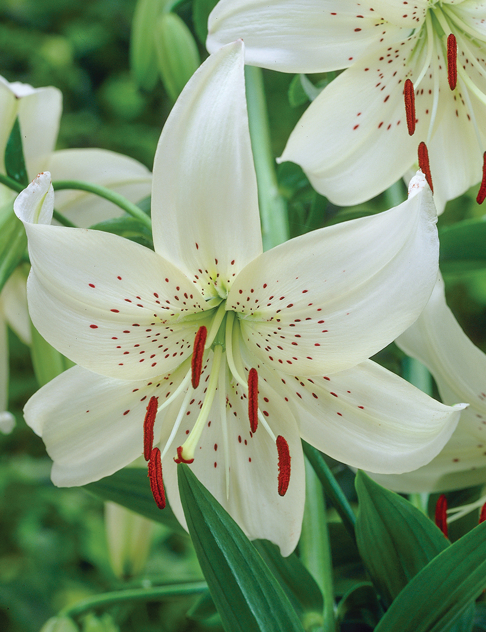 Tiger Lily 'White Twinkle'