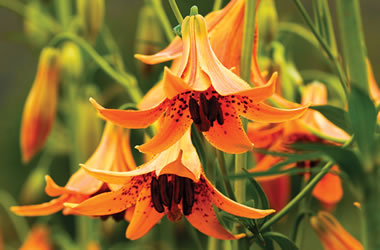 Meadow Lily