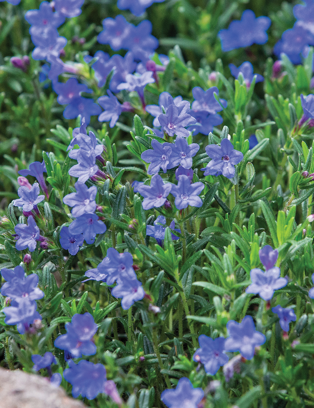 Lithodora 'Grace Ward'