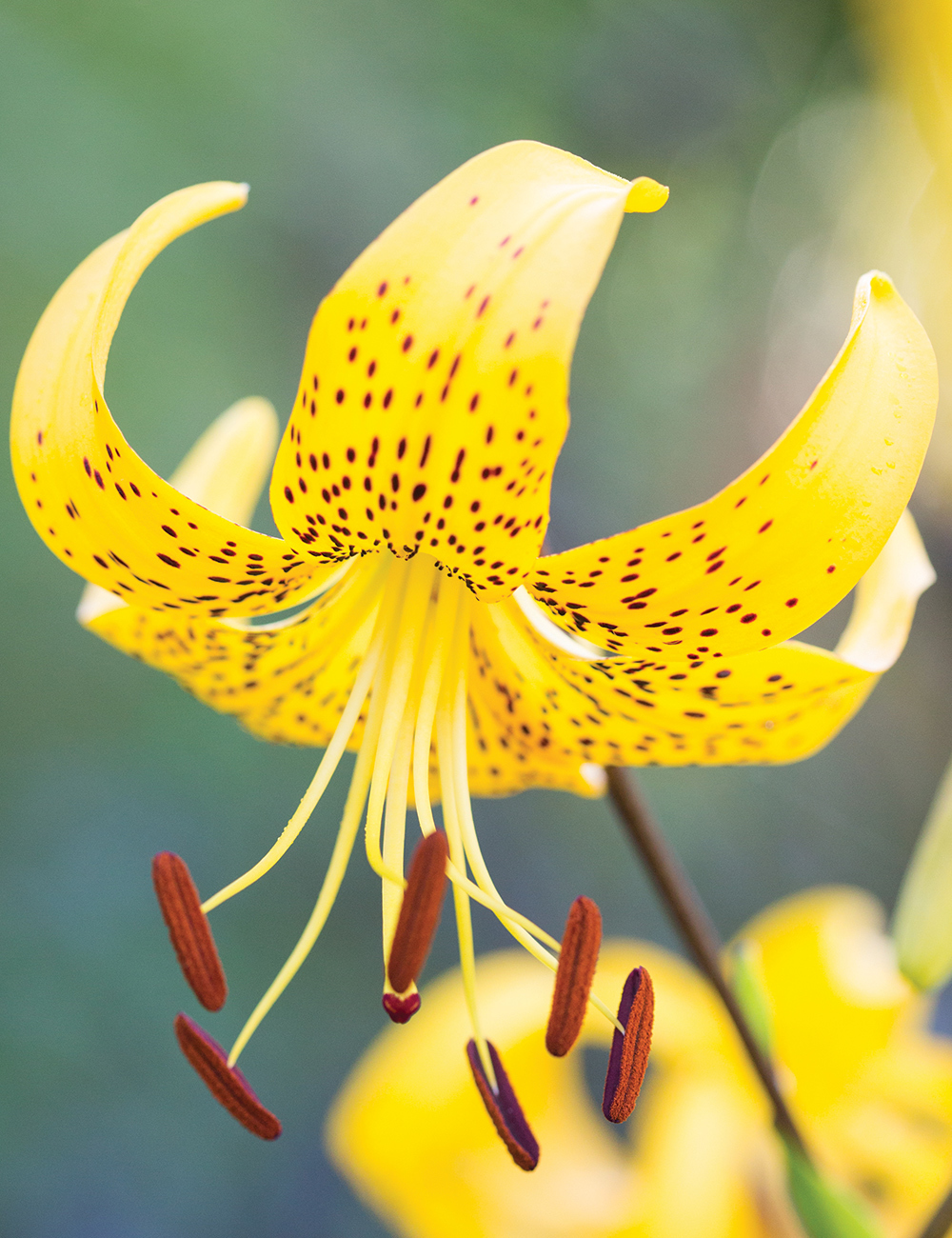 Tiger Lily 'Leichtlin's Lily'