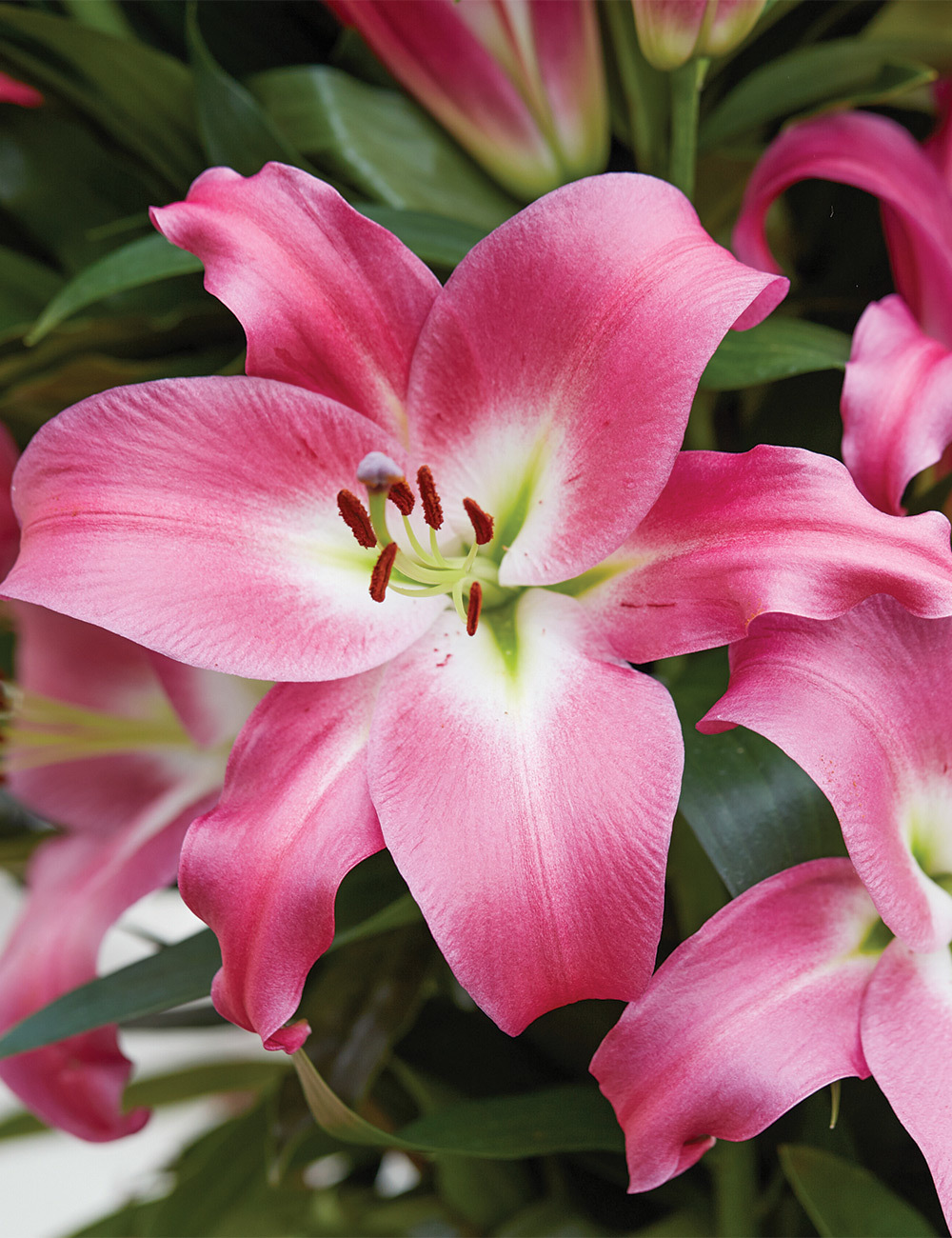 Sumo Oriental Lilium 'Abareto'