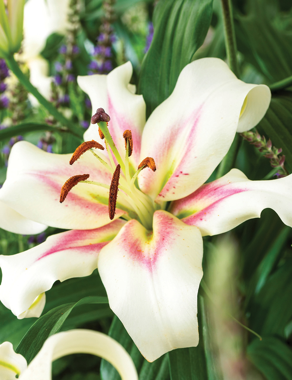 Sumo Oriental Lilies Bonbini