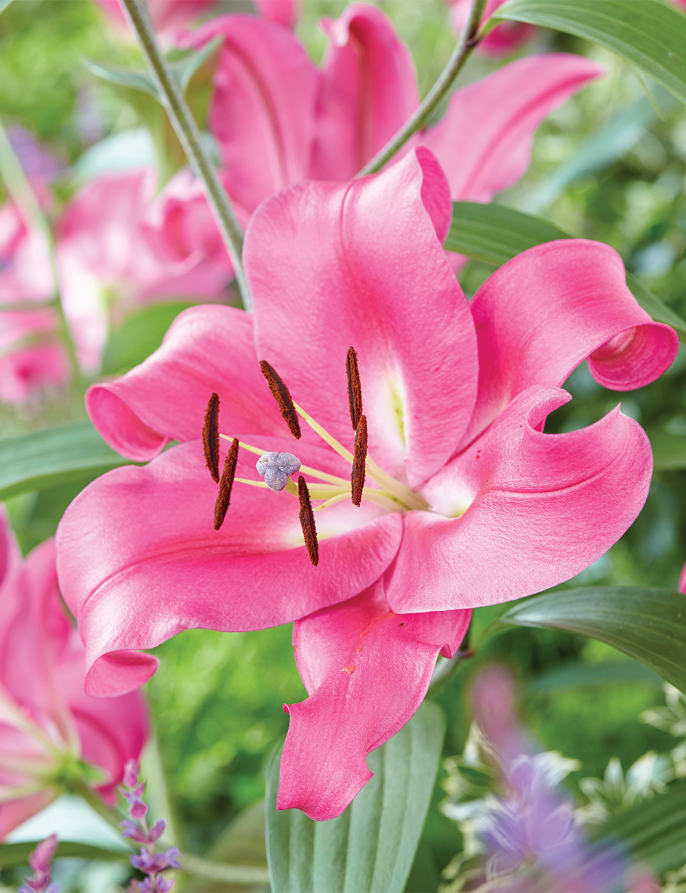 Sumo Oriental Lilium 'Brusago'