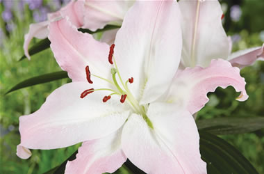 Sumo Oriental Lily Camengo