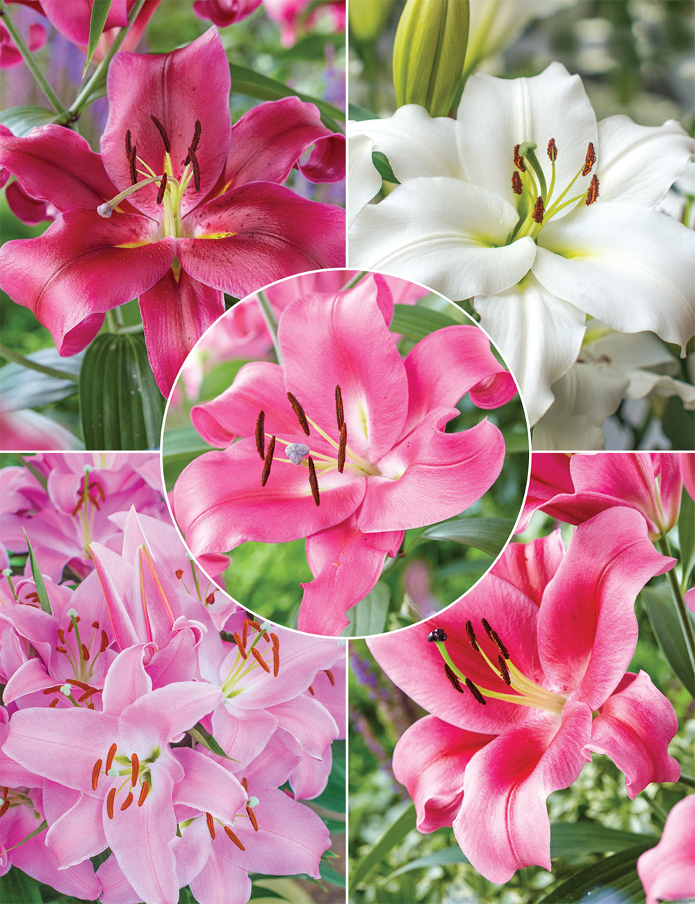 Sumo Oriental Lilies Collection
