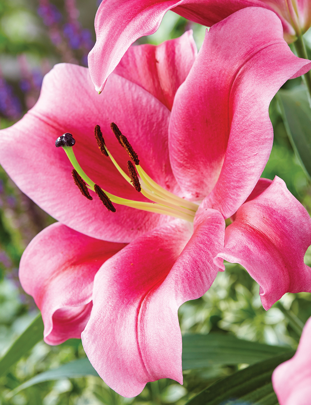 Sumo Oriental Lilium 'Dalian'