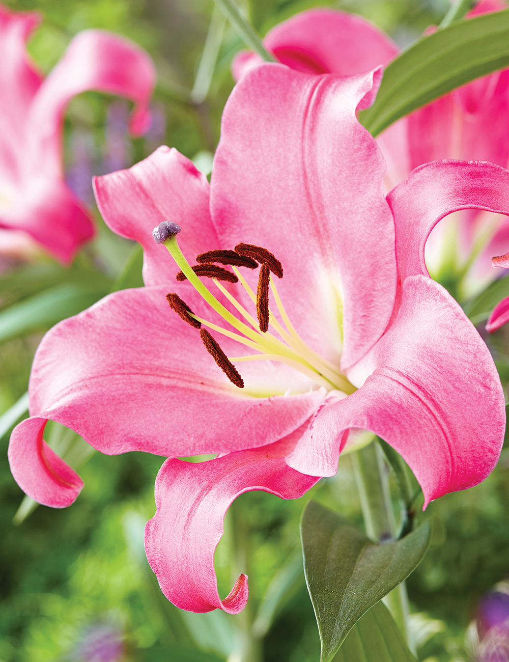 Sumo Oriental Lilium 'Donato'