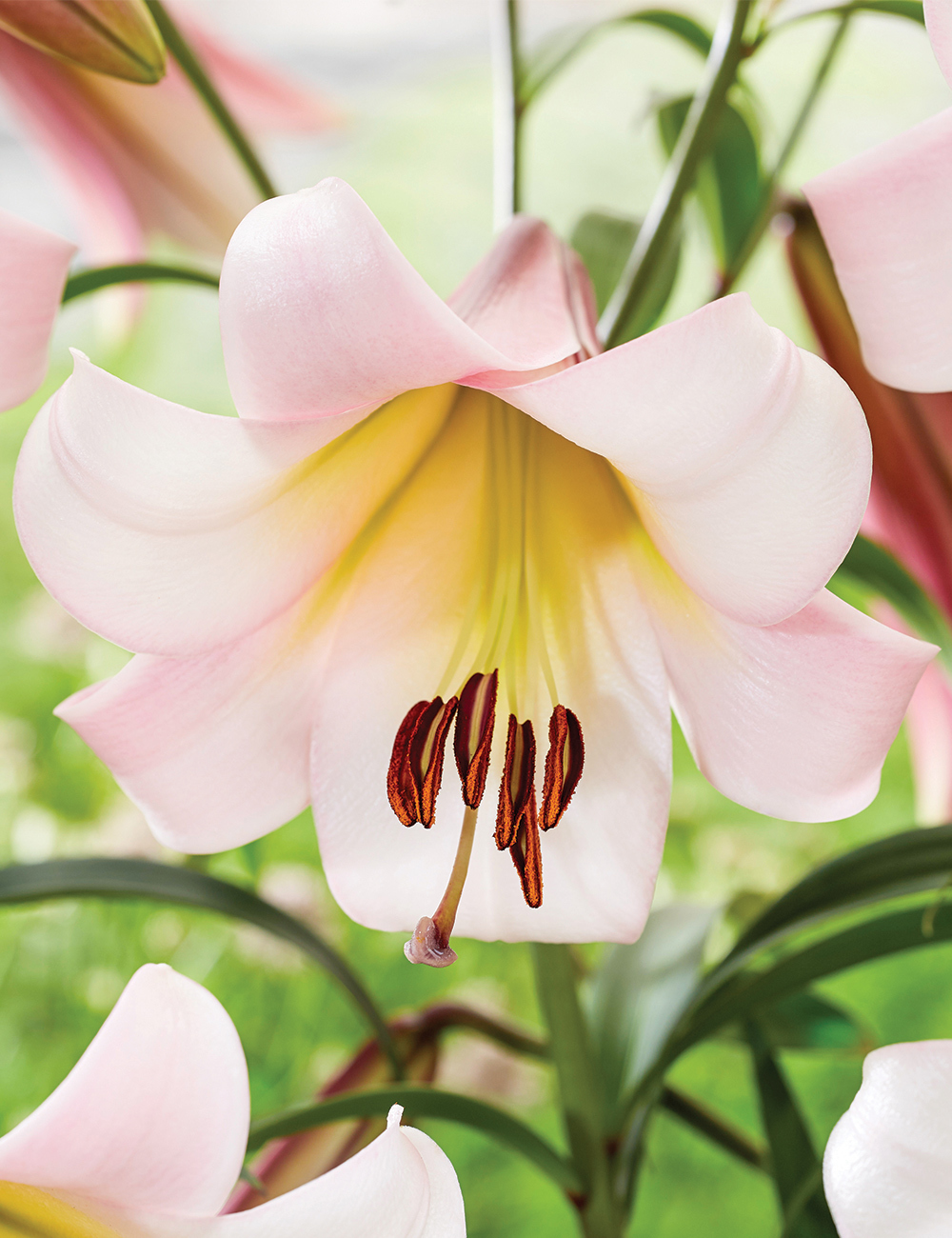 Sumo Oriental Lilium 'Eastern Moon'